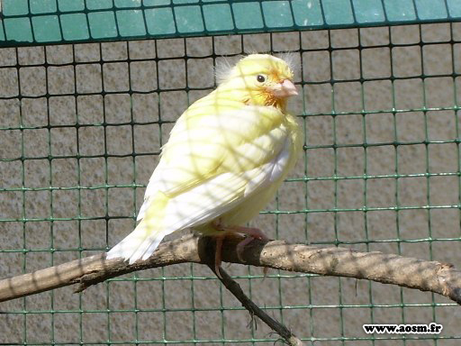 bb canaris