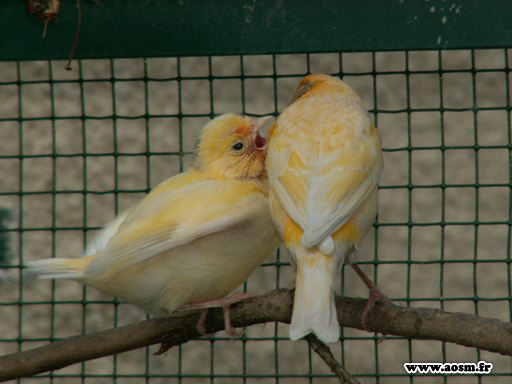 bébé canaris