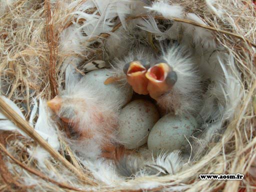 bébés canaris