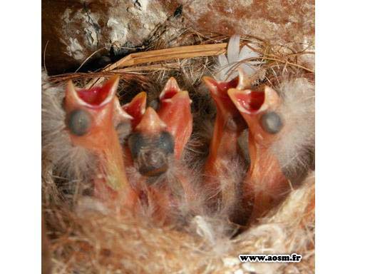 bébés canaris