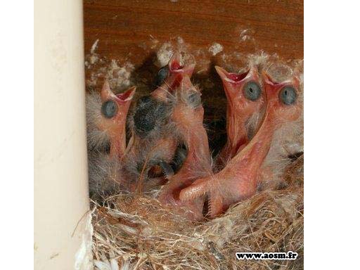 bébés canaris