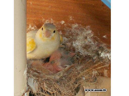 bébés canaris